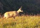 Vosges: où voir des chamois sauvages à coup sûr