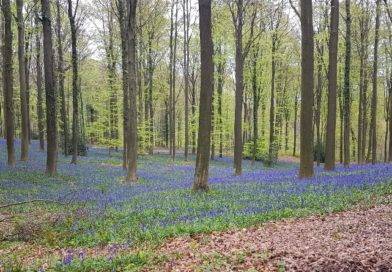 Dans quels bois admirer les jacinthes en Belgique?