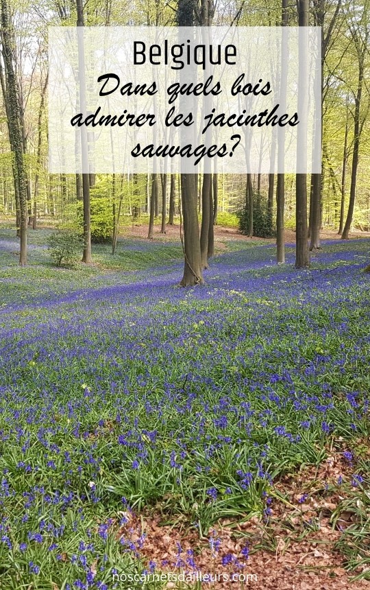 Dans quels bois admirer les jacinthes en Belgique? | Nos carnets d'ailleurs