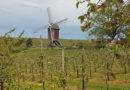 La meilleure balade dans les vignes en Flandre